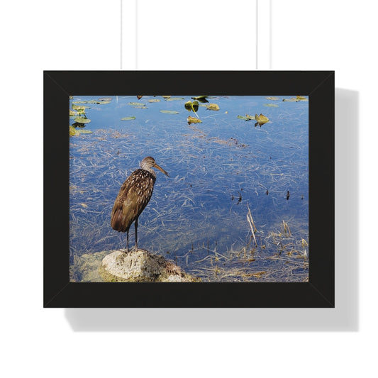 Framed Poster - Florida Wildlife by Vashist Mahadeo