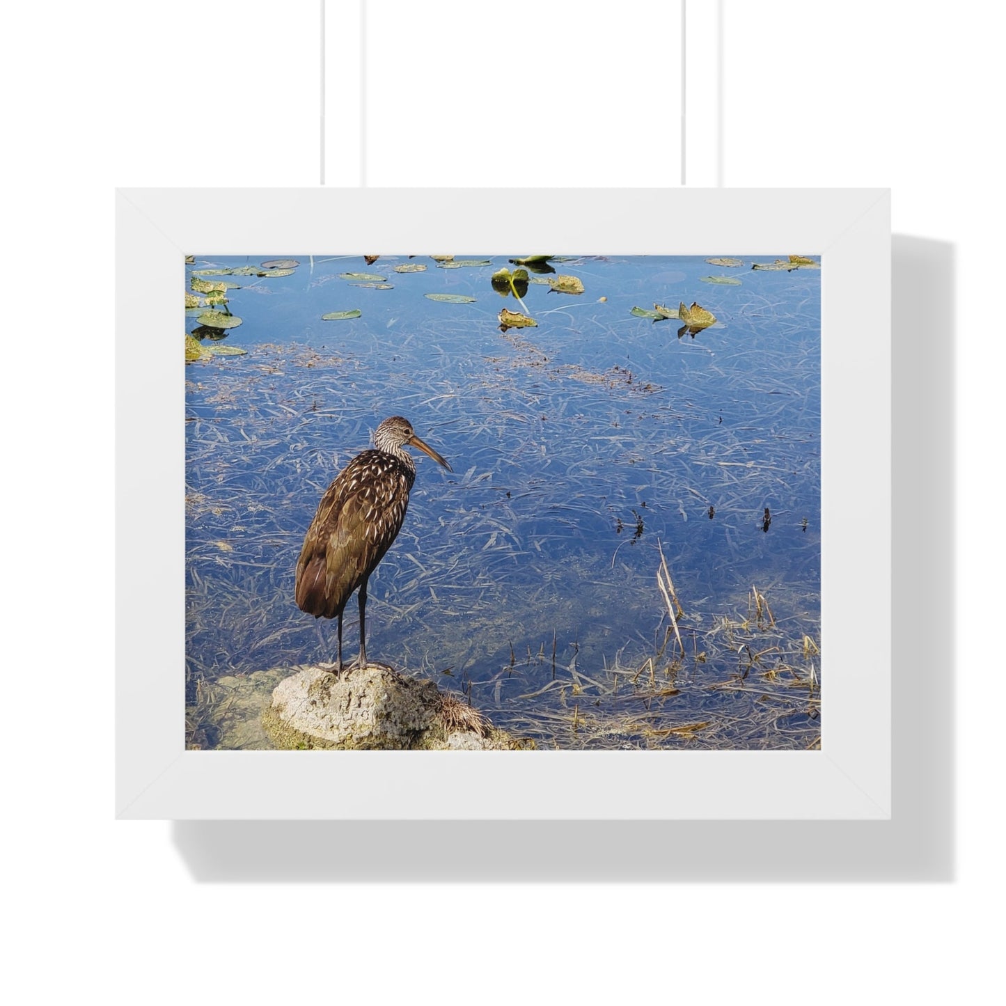 Framed Poster - Florida Wildlife by Vashist Mahadeo